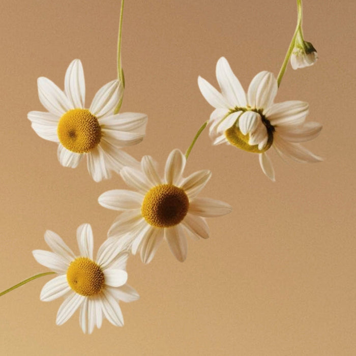 Medicine Mama VMAGIC Ultra Gentle Feminine Wash