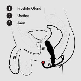 Aneros Eupho Syn Trident Hands-Free Prostate Stimulator